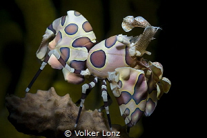 harlequin shrimp by Volker Lonz 